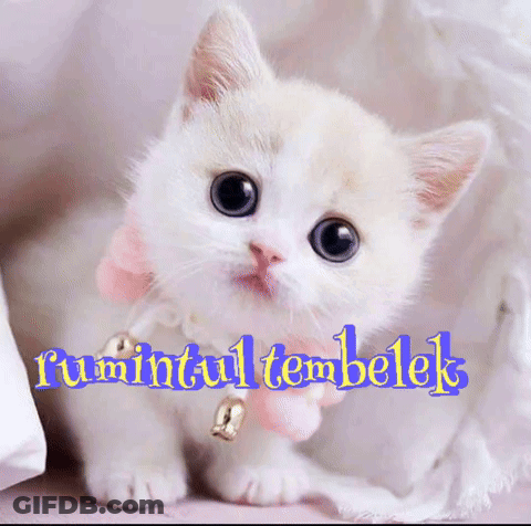 A White Kitten With A Pink Bow Around Its Neck Is Sitting On A Bed Next To A Sign That Says Rumantultembelek GIF