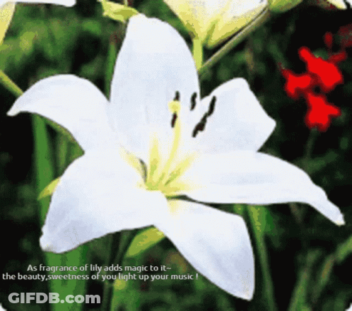A White Lily With The Words " As Fragrance Of Lily Adds Magic To It " GIF