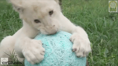A White Lion Cub Playing With A Blue Ball In The Grass GIF