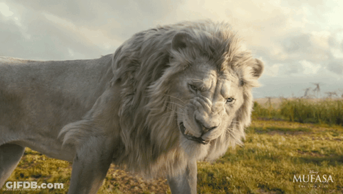 A White Lion Is Standing In A Field With A Mufasa Logo In The Corner GIF