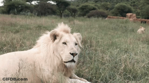 A White Lion Laying In A Grassy Field With Trees In The Background GIF