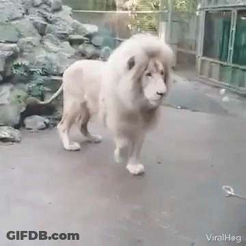 A White Lion With A Long Mane Is Walking On The Ground In A Cage . GIF