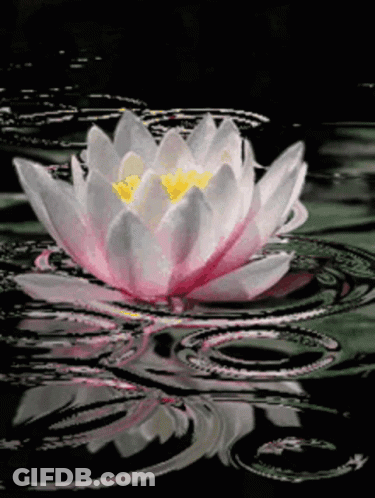 A White Lotus Flower With A Yellow Center Is Floating In The Water . GIF