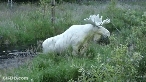 A White Moose With Antlers Is Standing In The Grass Near A River . GIF