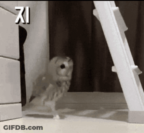 A White Owl Is Standing In Front Of A Ladder GIF