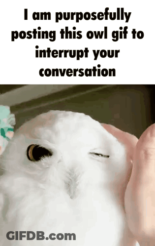 A White Owl With A Caption That Says I Am Purposefully Posting This Owl GIF