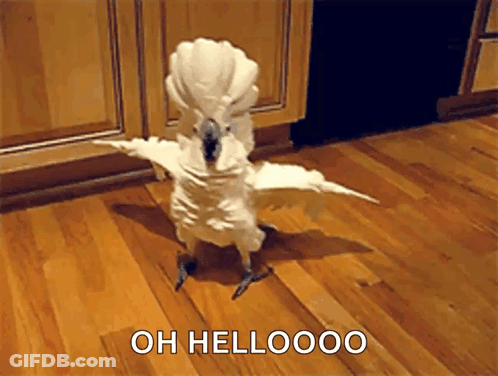 A White Parrot Is Standing On A Wooden Floor With The Words Oh Hellooo Written Below It GIF