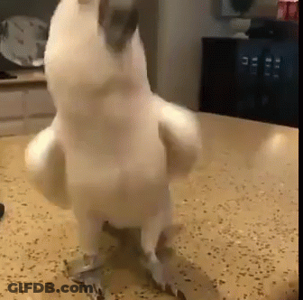A White Parrot Is Standing On Its Hind Legs On Top Of A Counter . GIF