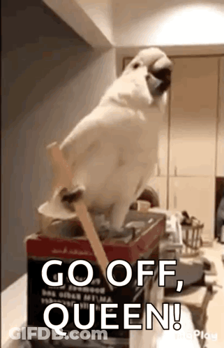 A White Parrot Is Standing On Top Of A Box And Says Go Off Queen . GIF
