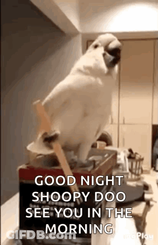 A White Parrot Wearing A Mask Is Sitting On A Box And Talking . GIF