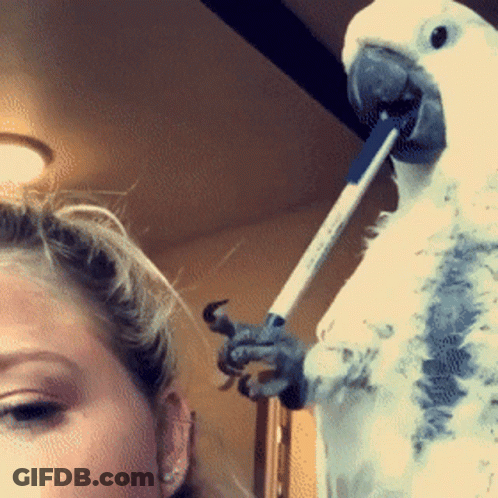 A White Parrot With A Pen In Its Beak GIF