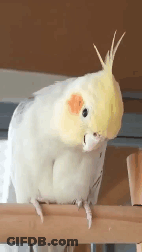 A White Parrot With A Yellow Head Is Sitting On A Wooden Railing And Looking At The Camera . GIF