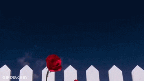 A White Picket Fence With Red Roses In Front Of It GIF