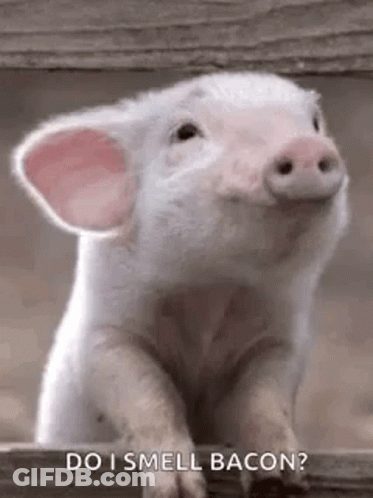 A White Pig Is Sitting On A Wooden Fence And Looking Up . GIF