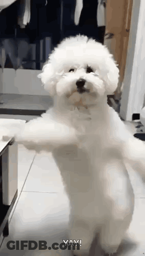 A White Poodle Is Standing On Its Hind Legs In A Room . GIF