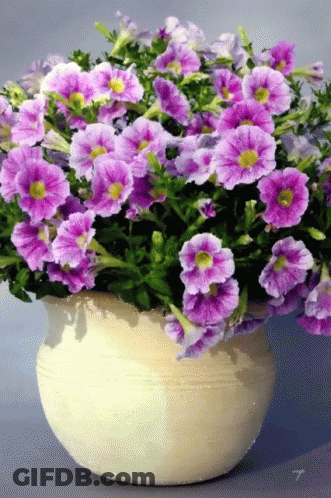 A White Pot Filled With Purple Flowers And Green Leaves GIF