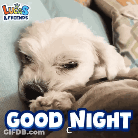 A White Puppy Is Laying On A Bed With The Words " Good Night " Below It GIF