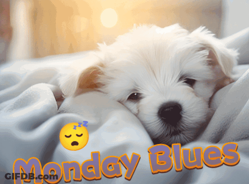 A White Puppy Is Laying On A Blanket With The Words Monday Blues Written Above It GIF