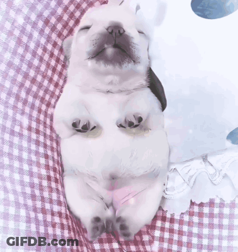 A White Puppy Is Laying On Its Back On A Checkered Blanket GIF