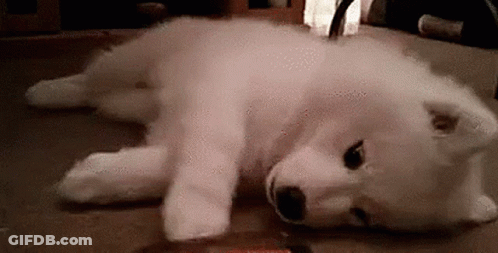 A White Puppy Is Laying On Its Back On The Floor Looking At The Camera . GIF