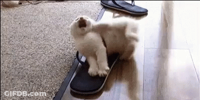 A White Puppy Is Playing With A Pair Of Flip Flops On The Floor . GIF