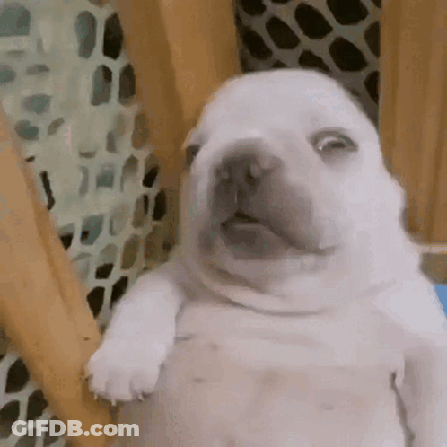 A White Puppy Is Sitting In A Cage With Its Mouth Open . GIF
