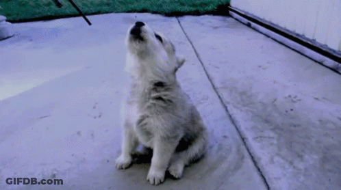 A White Puppy Is Sitting On A Concrete Surface And Howling At The Sky . GIF
