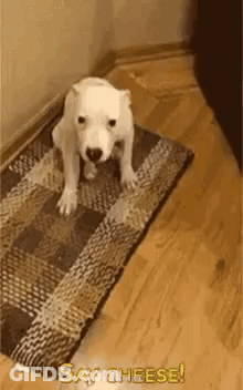 A White Puppy Is Sitting On A Rug On The Floor . GIF
