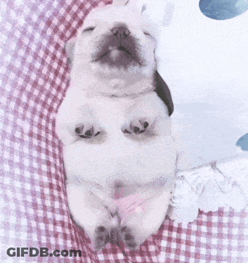 A White Puppy Is Sleeping On Its Back On A Checkered Blanket GIF
