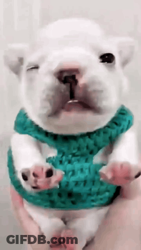 A White Puppy Wearing A Green Sweater Is Being Held By A Person GIF
