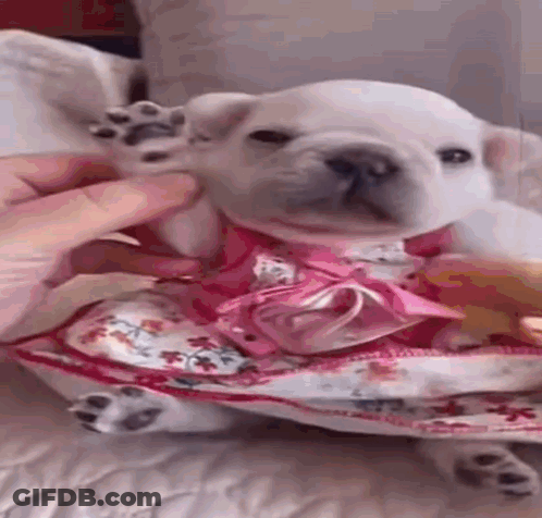 A White Puppy Wearing A Pink Dress Is Being Held By A Person . GIF