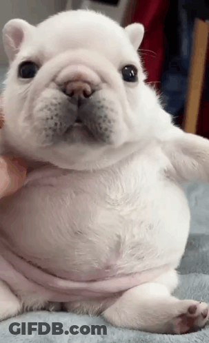 A White Puppy With A Pink Shirt Around Its Neck Looks At The Camera GIF