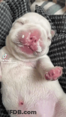 A White Puppy With Pink Spots On Its Face Is Sleeping On A Blanket . GIF
