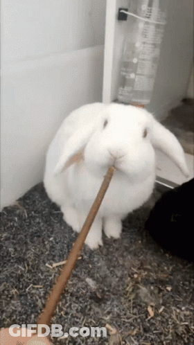 A White Rabbit Eating A Stick In A Cage GIF