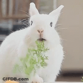 A White Rabbit Is Eating A Bunch Of Green Leaves . GIF
