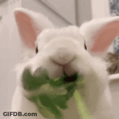 A White Rabbit Is Eating A Green Leaf With Its Mouth Open GIF