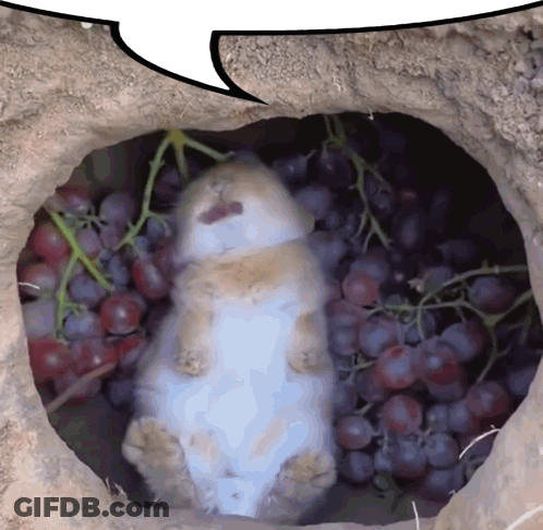 A White Rabbit Is Laying In A Pile Of Grapes GIF