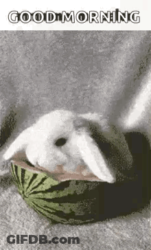 A White Rabbit Is Laying In A Watermelon And Eating It . GIF