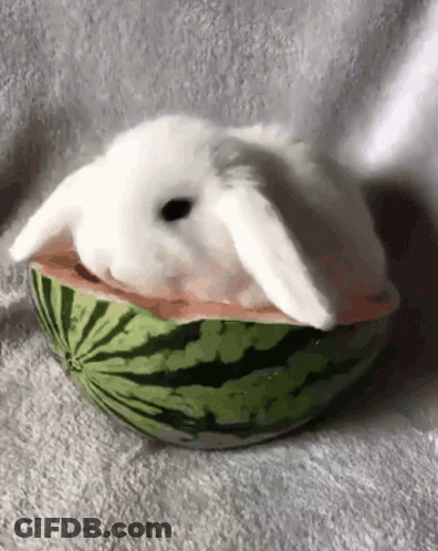 A White Rabbit Is Laying Inside Of A Watermelon Slice . GIF