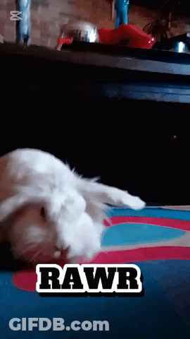 A White Rabbit Is Laying On A Colorful Rug With The Word Rawr Written On It GIF