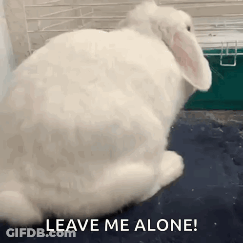 A White Rabbit Is Sitting In A Cage With The Words `` Leave Me Alone '' Written Above It . GIF