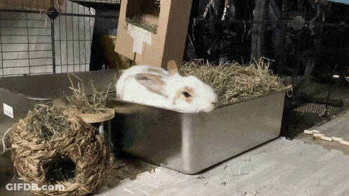 A White Rabbit Is Sitting In A Metal Container With Hay GIF