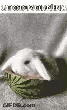A White Rabbit Is Sitting In A Watermelon And Eating It . GIF