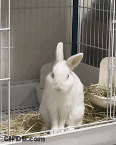 A White Rabbit Is Sitting In A White Cage GIF