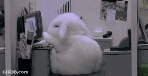A White Rabbit Is Sitting In Front Of A Computer GIF