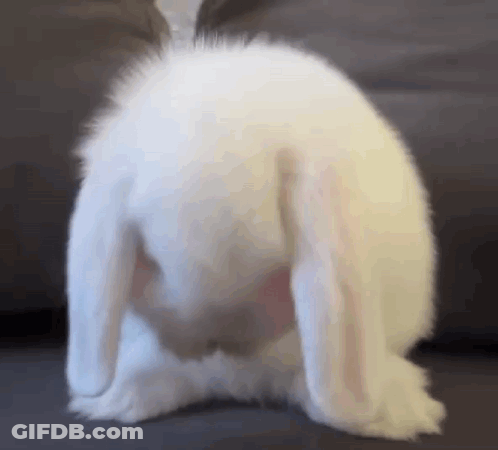 A White Rabbit Is Sitting On Its Back With Its Ears Up . GIF