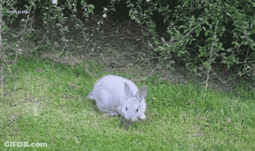 A White Rabbit Is Standing In The Grass Near A Bush And A Sign That Says Lol @ Lol.org GIF