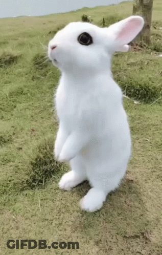 A White Rabbit Is Standing On Its Hind Legs In A Grassy Field GIF