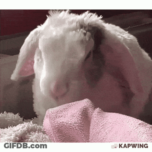 A White Rabbit Laying On A Pink Blanket With Kapwing Written In The Corner GIF