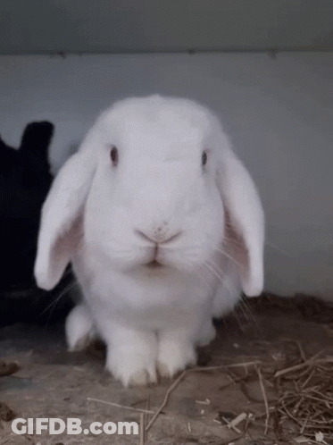 A White Rabbit With A Black Rabbit In The Background Looking At The Camera GIF